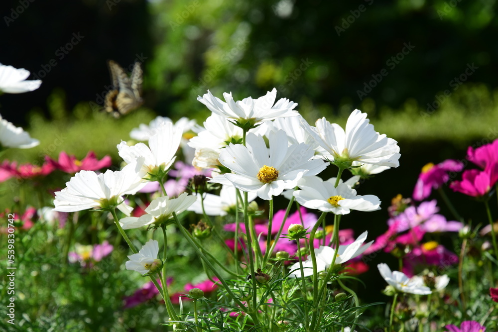 秋桜 秋桜