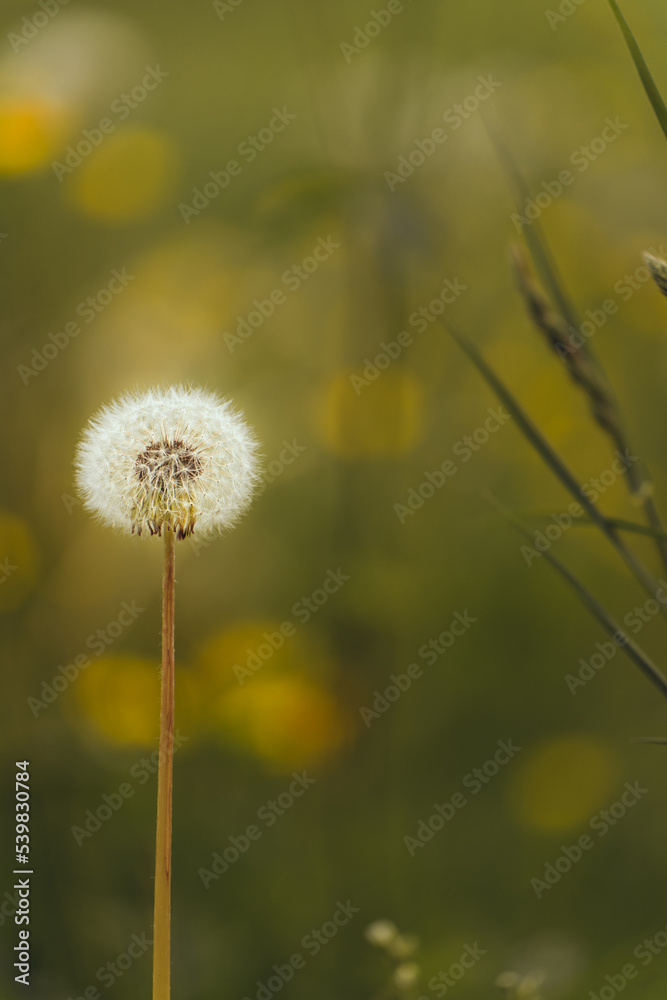 Löwenzahn in der Sonne