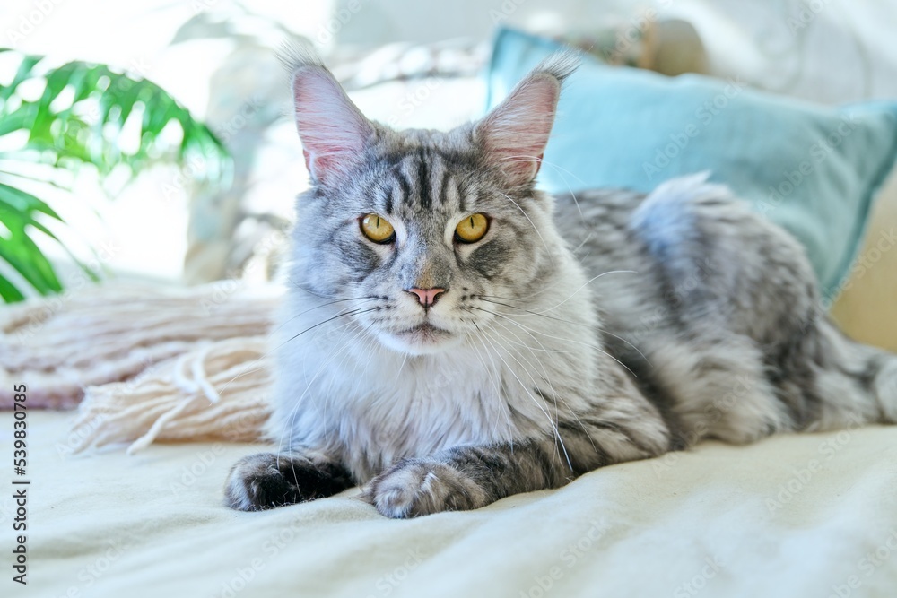 Portrait of beautiful purebred gray cat resting on couch at home