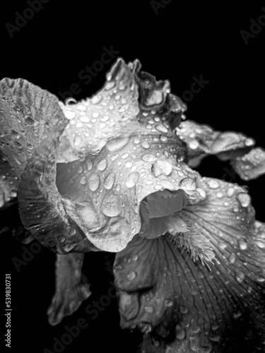 fleur d'iris vue de près après une pluie de printemps