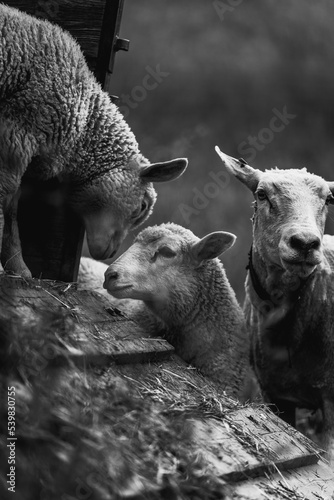 Schafsfamilie