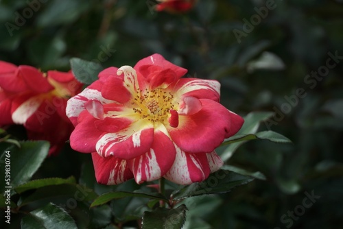 Closeup shot of a beautiful betty boop rose