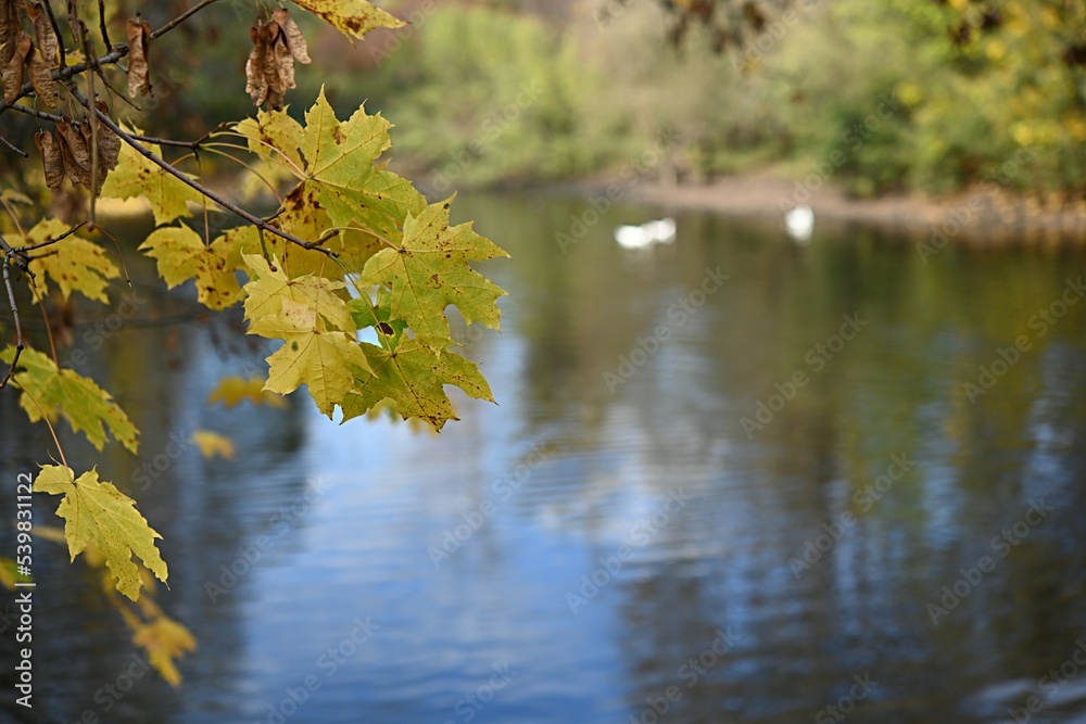 Obraz premium yellow leaves on the background of water. autumn concept