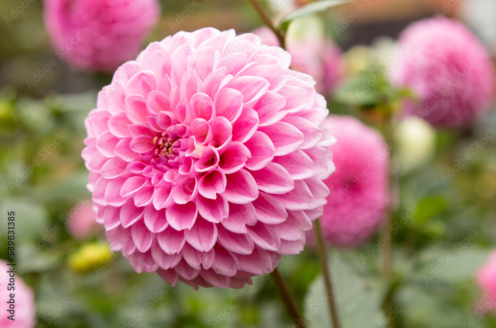 Fototapeta premium pink dahlia flowers in the garden