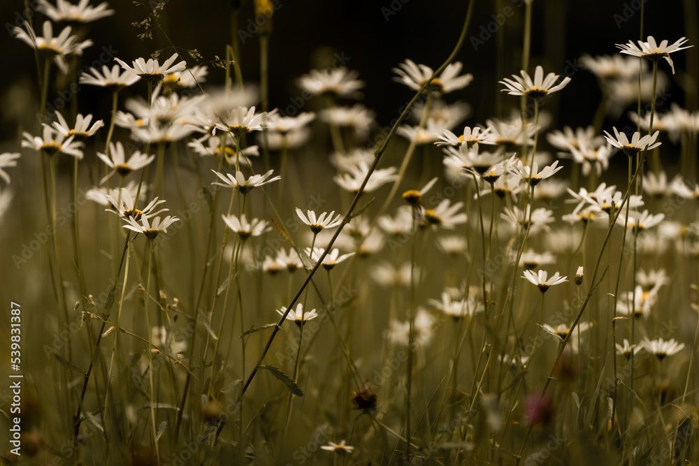 Blumenwiese