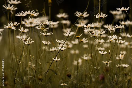 Blumenwiese © Sebastian