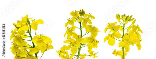 Fotografia, Obraz Canola isolated. Rapeseed plant, colza rapeseed for green energy