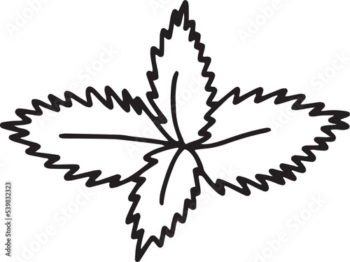 Mint or peppermint vector doodle leaves