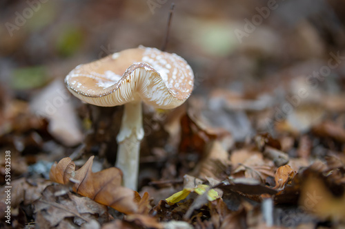 freistehender Pilz im Wald