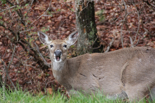 Whitetail deer mouth open closeup, Shenandoah National Park, Virginia VA USA