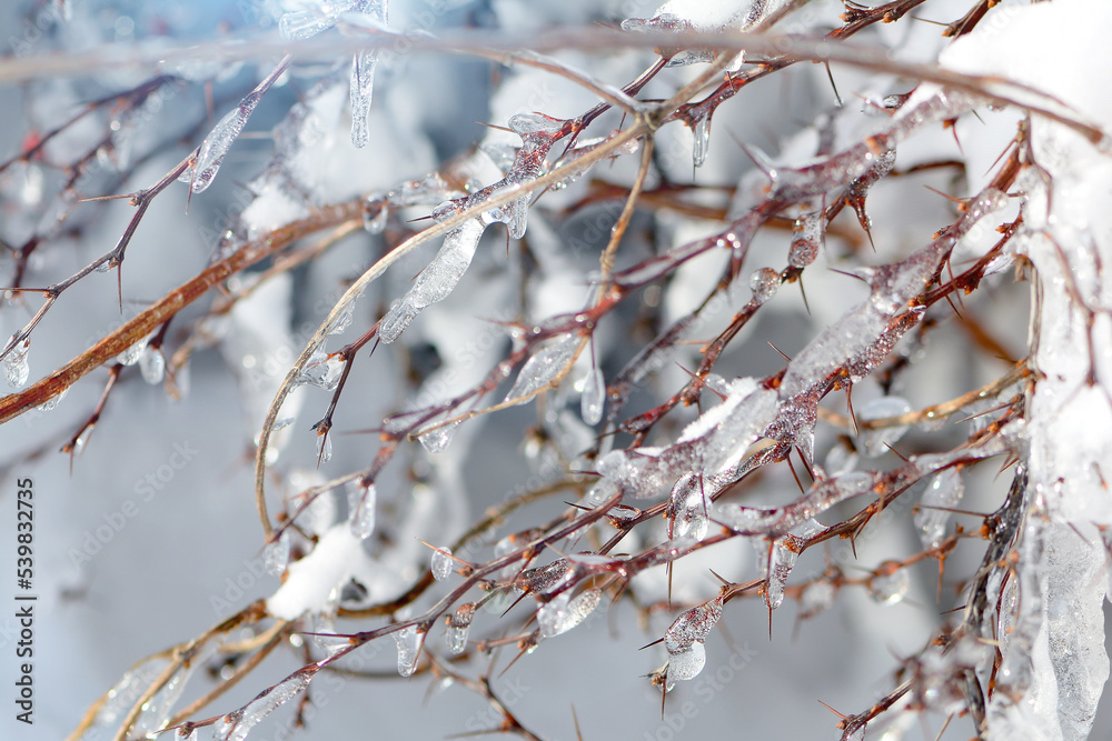 The branches of the bush are covered with ice, icing. Frost after thaw. A sharp change in the weather. The branches of the bush are covered with ice, icing. Frost after thaw. A sharp change in the weather.