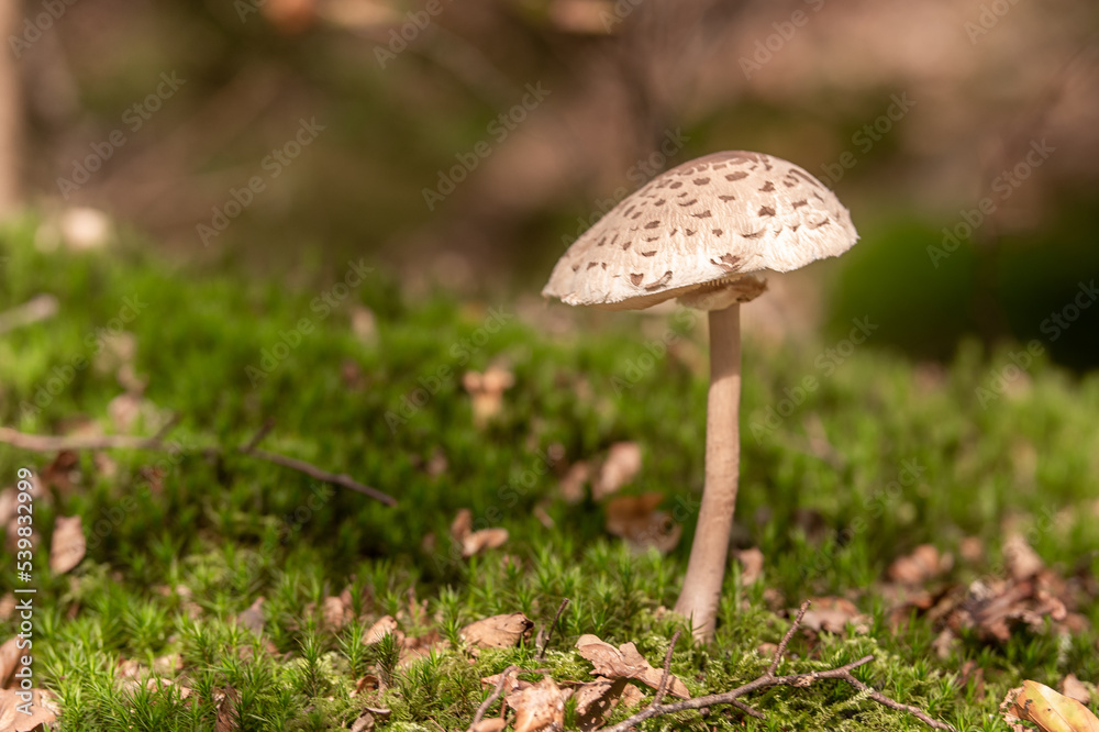 Pilze im Wald Pilze im Wald