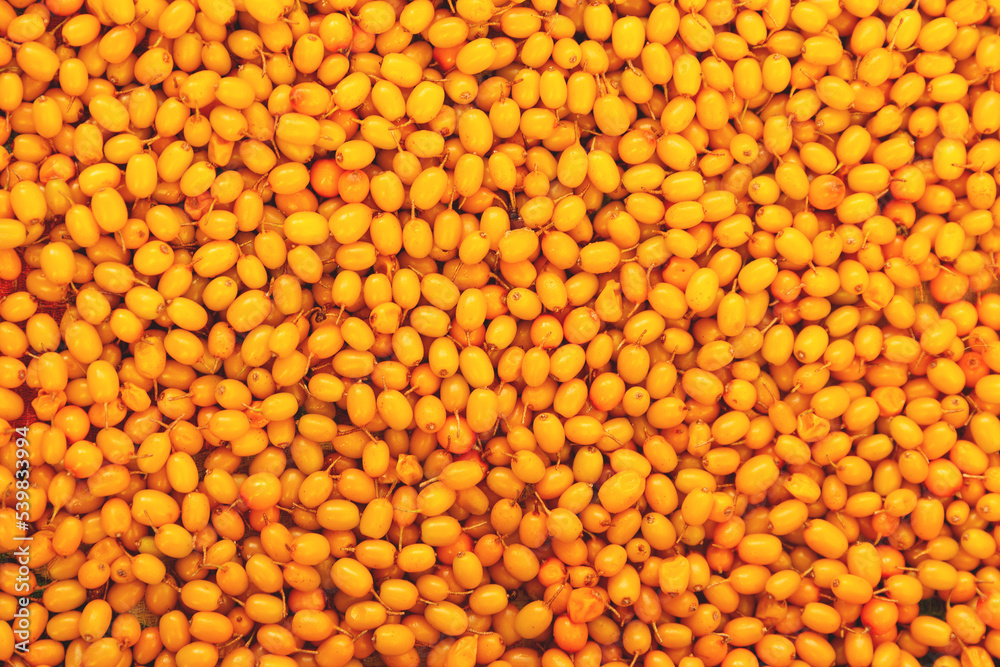 Sea-buckthorn. Orange background of ripe juicy autumn berries. Sea-buckthorn. Orange background of ripe juicy autumn berries.