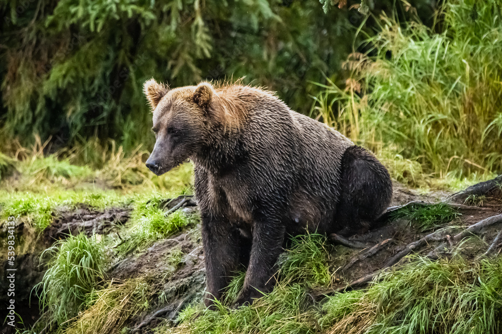 Brown bear (#811) sitting on shore Brown bear (#811) sitting on shore