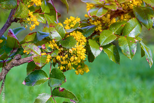 Bright yellow Mahonia Aquifolium Pursh Nutt flowers bunch with green leaves in the garden in summer. photo