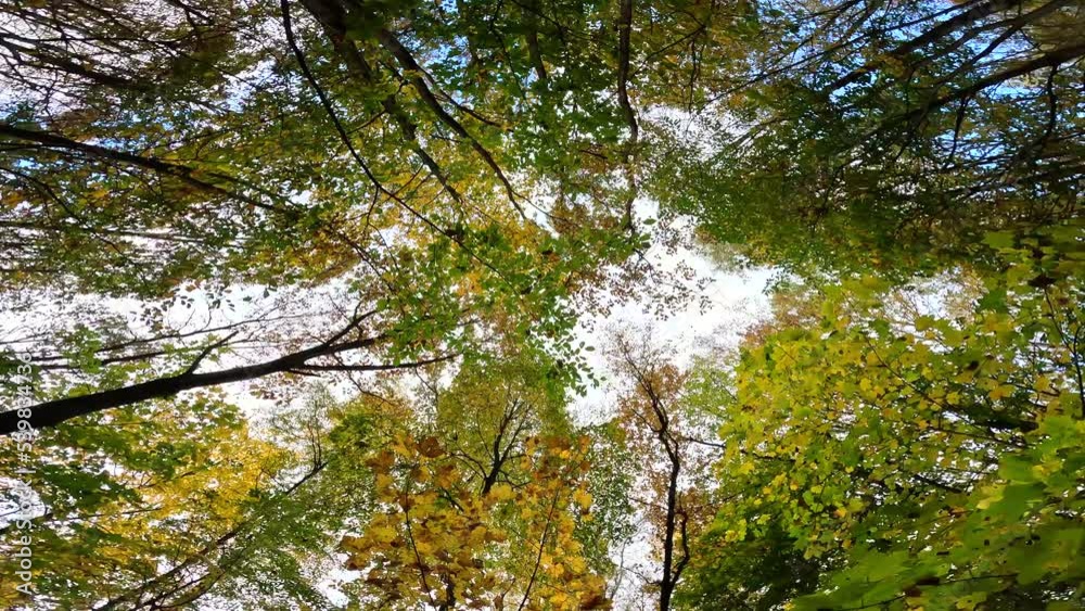 TREE CROWNS WITH COLORED LEAVES IN THE AUTUMN PERIOD. TREE CROWNS ON THE BACKGROUND OF THE HEAVEN. Rotating tree crown background. TREE CROWNS WITH COLORED LEAVES IN THE AUTUMN PERIOD. TREE CROWNS ON THE BACKGROUND OF THE HEAVEN. Rotating tree crown background.