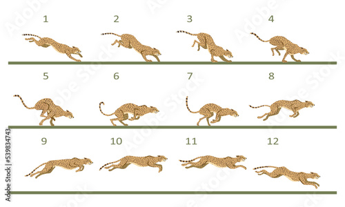 Animation cycle of a cheetah. Predator run. Twelve key frames.