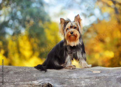 Pretty yorkshire terrier sitting in the forest on the fallen tree