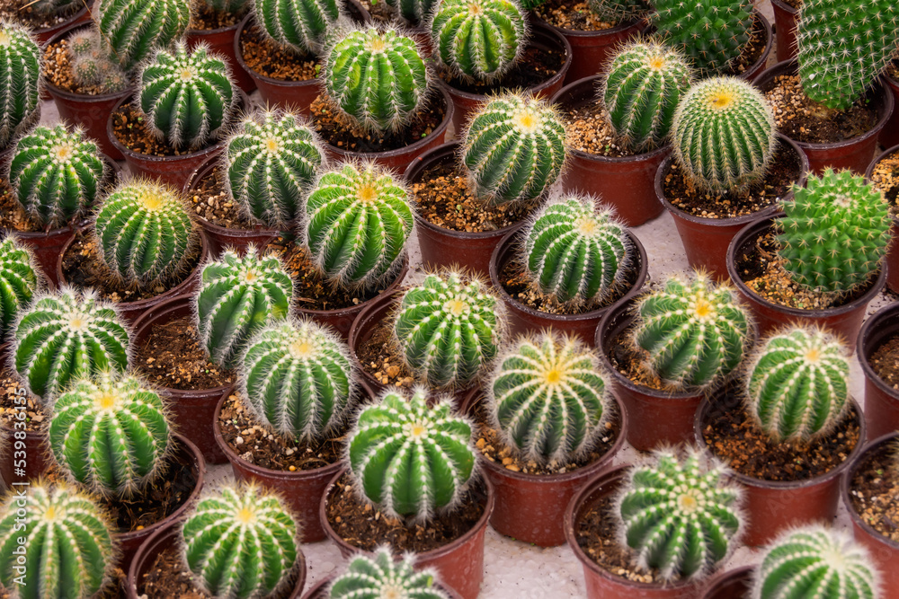 Collection of many cacti in small pots with prickly quills for sale in the greenhouse. Collection of many cacti in small pots with prickly quills for sale in the greenhouse.