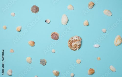 Various seashells on a blue background, top view