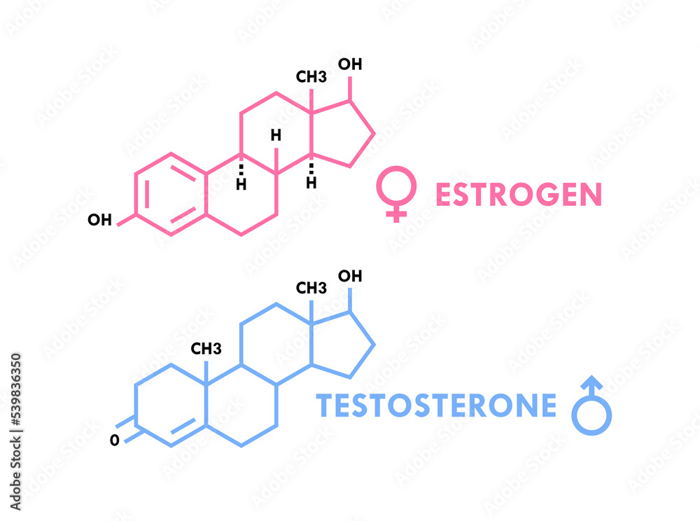 Estrogen and testosterone hormones symbol. Sex hormones molecular formula. Sex hormones molecular formula. Vector illustration