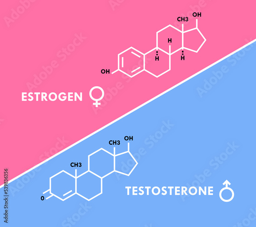 Estrogen and testosterone hormones symbol. Sex hormones molecular formula. Sex hormones molecular formula. Vector illustration