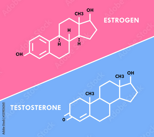 Estrogen and testosterone hormones symbol. Sex hormones molecular formula. Sex hormones molecular formula. Vector illustration