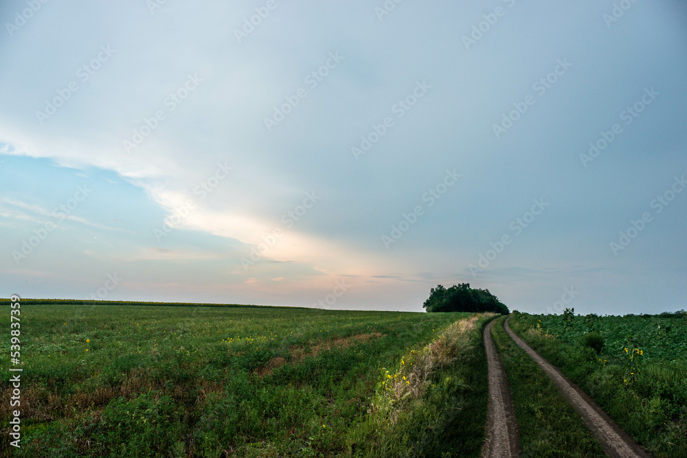 Obraz premium road in the field