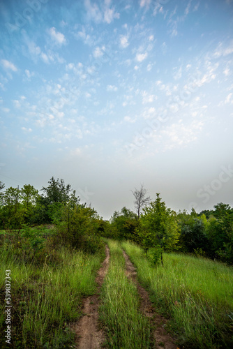 landscape with trees