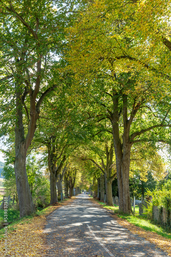 alley in indian summer colors at Herleshausen alley in indian summer colors at Herleshausen