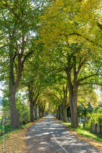 alley in indian summer colors at Herleshausen