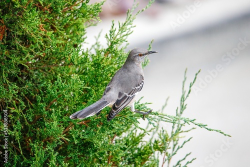 Wallpaper Mural Closeup of a gray Northern mockingbird standing on the juniper branches, blurred