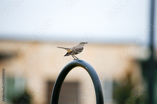 Selective focus Northern mockingbird standing on the metallic bench, buildings blurred background