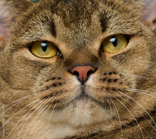 Portrait of an adult straight-eared Scottish gray cat