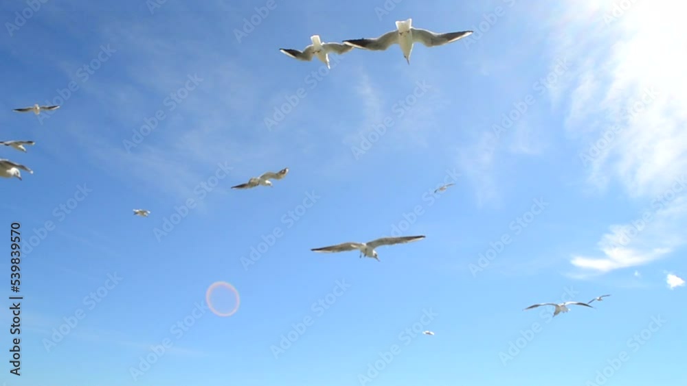 Soaring seagulls in the sky. Many white sea gulls flying in the blue sky on a sunny day. White birds fly in air on the blue sky. Bottom view. Floating in the air birds on summer. Natural background Soaring seagulls in the sky. Many white sea gulls flying in the blue sky on a sunny day. White birds fly in air on the blue sky. Bottom view. Floating in the air birds on summer. Natural background