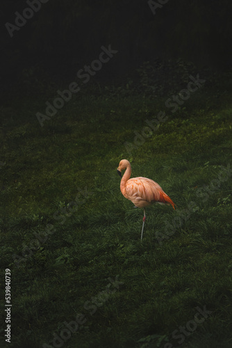 Pink flamingo at green grass