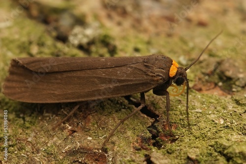 Macro shot of a red-necked footman insect on a rocky surface photo