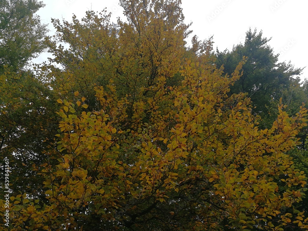 Fototapeta premium Blätter