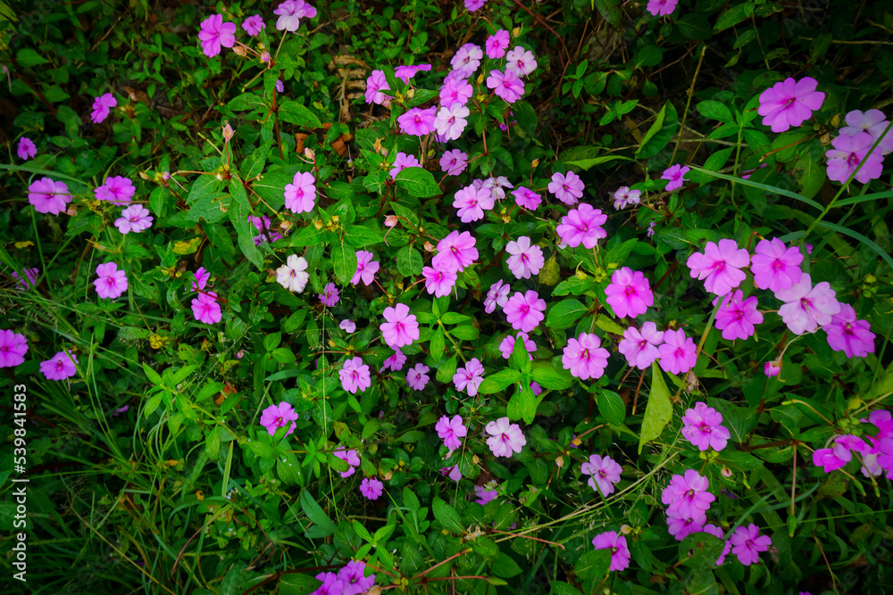 Impatiens walleriana is a species of plant in the family Balsaminaceae Impatiens walleriana is a species of plant in the family Balsaminaceae