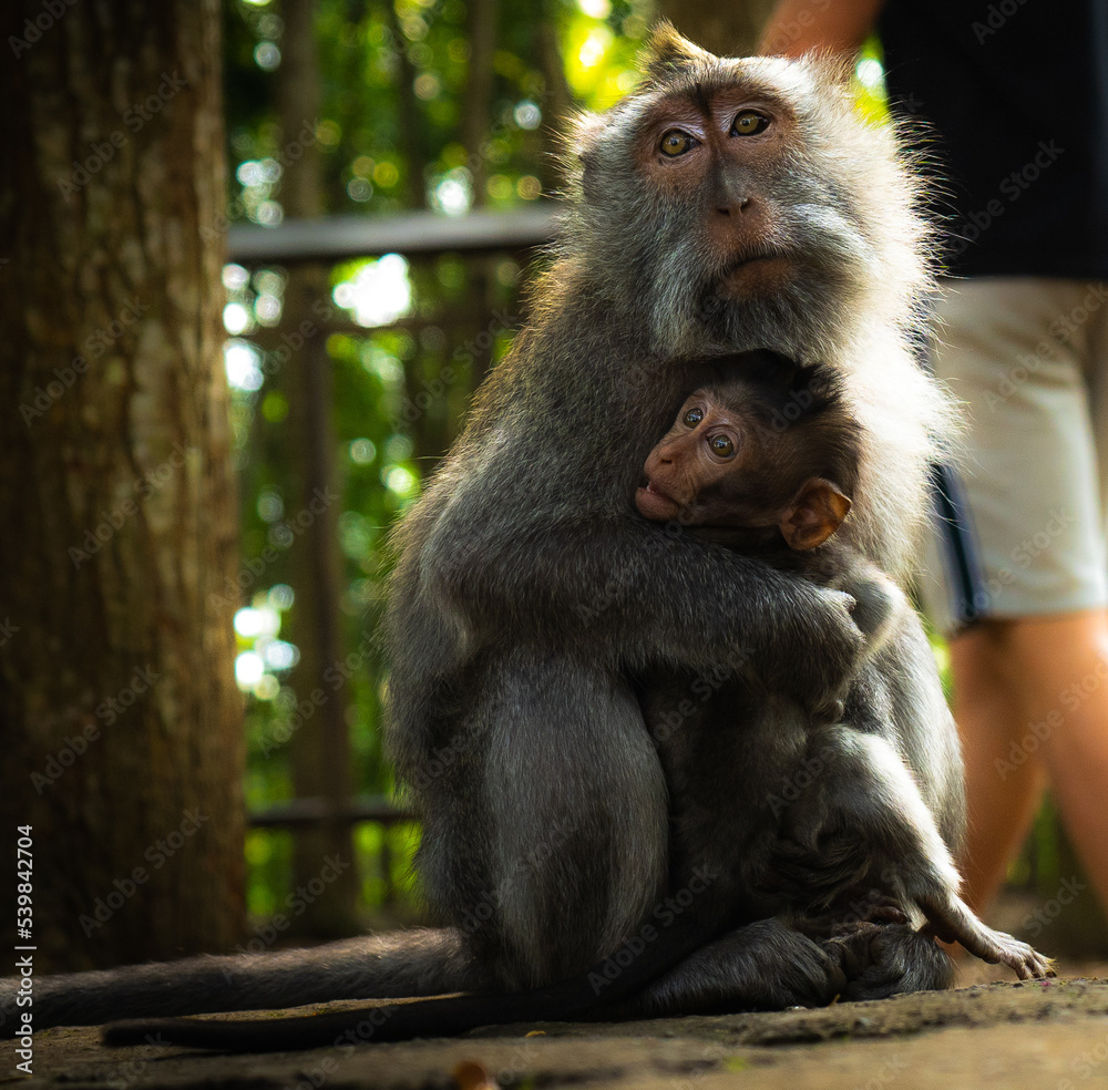 Fototapeta premium monkey embrace