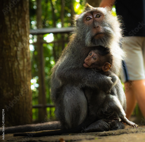 monkey embrace