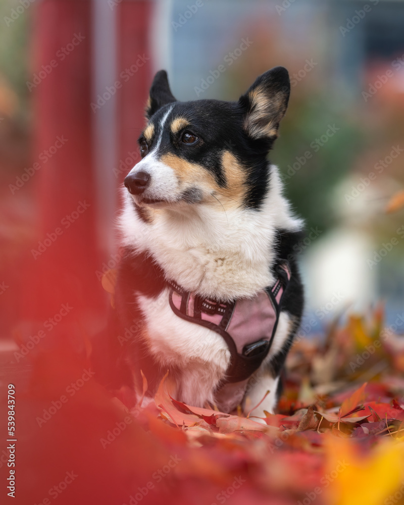 Portrait of a tri colored Pembroke Welsh corgi sitting outside in a park surrounded by colorful fall foliage and leaves. Toronto Ontario