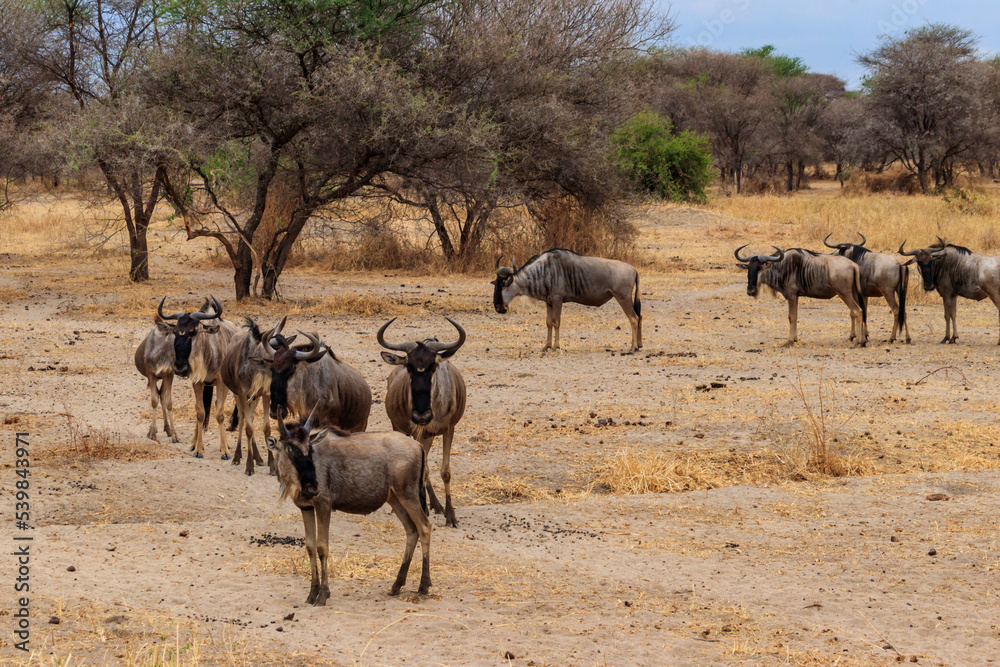Herd of blue wildebeest (Connochaetes taurinus) in Tarangire National Park, Tanzania Herd of blue wildebeest (Connochaetes taurinus) in Tarangire National Park, Tanzania