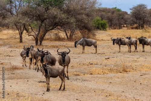 Herd of blue wildebeest (Connochaetes taurinus) in Tarangire National Park, Tanzania © olyasolodenko