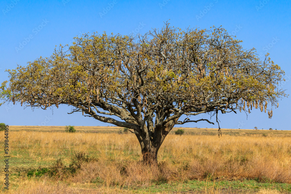 Kigelia africana (Sausage Tree)