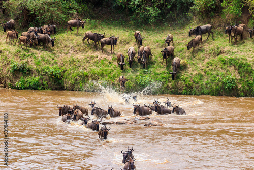 Wildebeest crossing the Mara river in Serengeti national park, Tanzania. Great migration © olyasolodenko