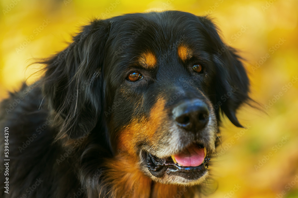 male dog hovawart gold and black deatil portrait male dog hovawart gold and black deatil portrait