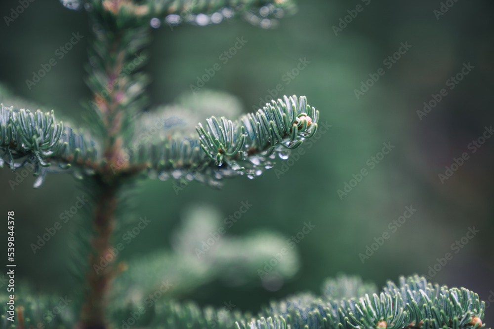 Fototapeta premium christmas tree branches