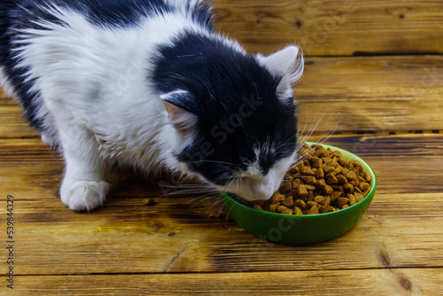 Cat eating his food from ceramic bowl on wooden floor