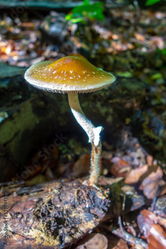 A beautiful forest mushroom growing on a rotting branch